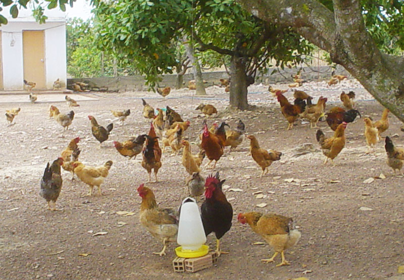 Chăn nuôi an toàn từ CLB gà thả vườn