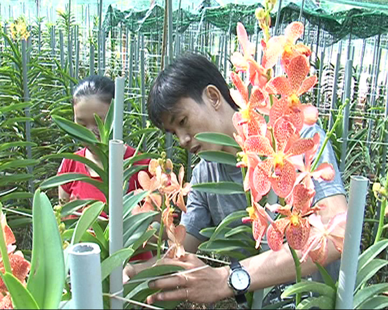 Đất ít, thu nhập cao từ trồng lan Mokara