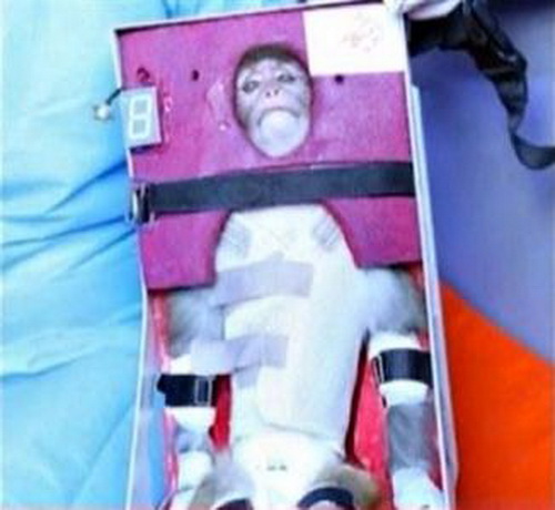 Iran hoàn tất việc đưa khỉ vào không gian