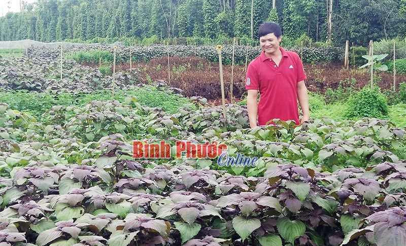 Thu nhập khá từ trồng rau gia vị Thu nhập khá từ trồng rau gia vị