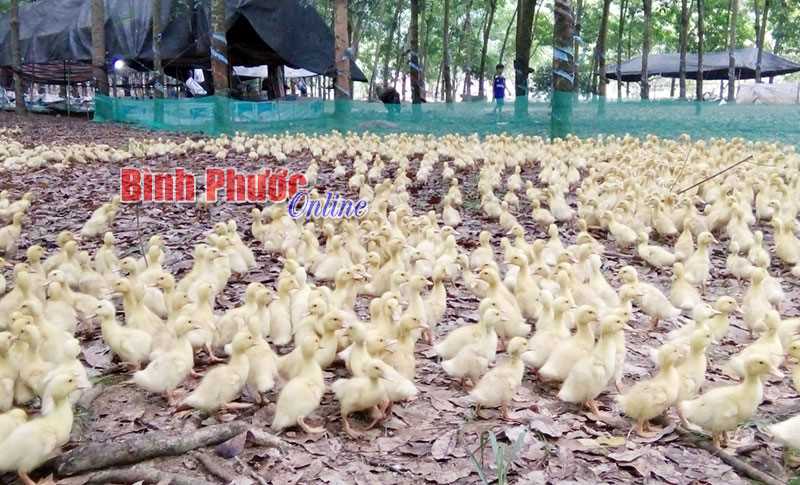 Thu nhập cao từ nuôi vịt siêu nạc Thu nhập cao từ nuôi vịt siêu nạc