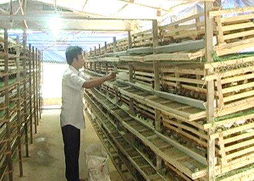 Thu nhập 200 triệu đồng/năm từ nuôi chim cút Thu nhập 200 triệu đồng/năm từ nuôi chim cút