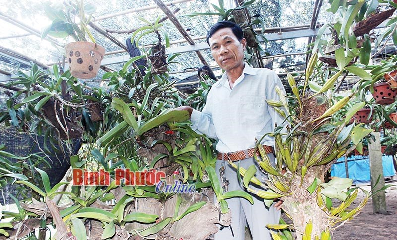 Tăng thu nhập từ trồng lan rừng Tăng thu nhập từ trồng lan rừng