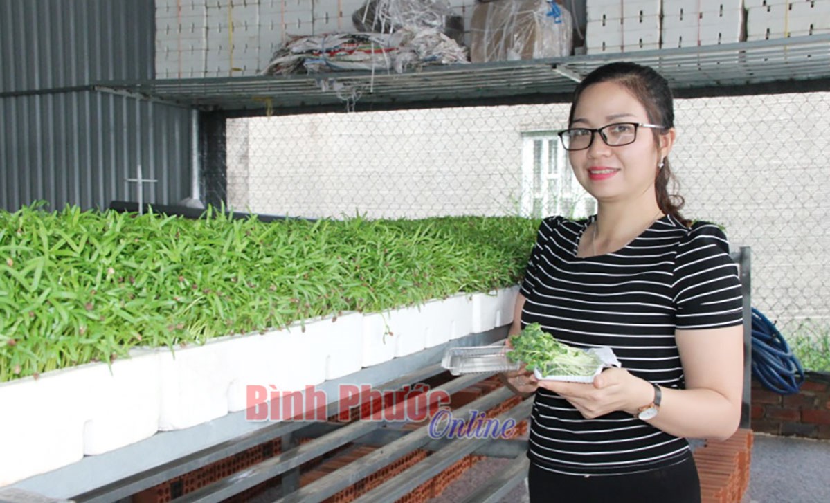 Thu nhập cao từ trồng rau mầm