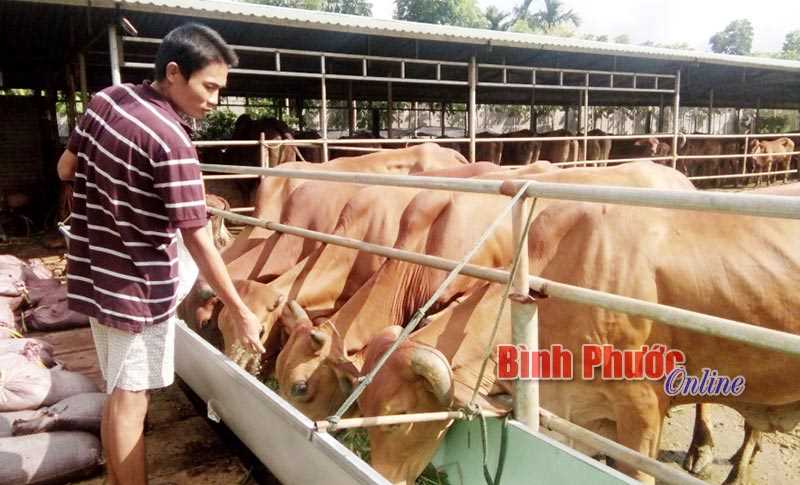 Thu nhập cao từ nuôi bò Thu nhập cao từ nuôi bò