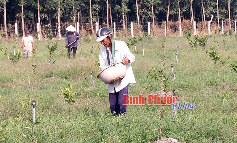 Thu nhập cao từ trồng hẹ Thu nhập cao từ trồng hẹ