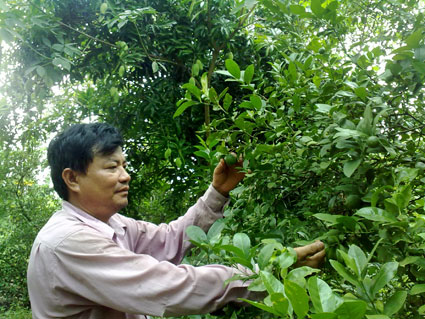 Thu nhập cao từ mô hình trồng xoài xen chanh