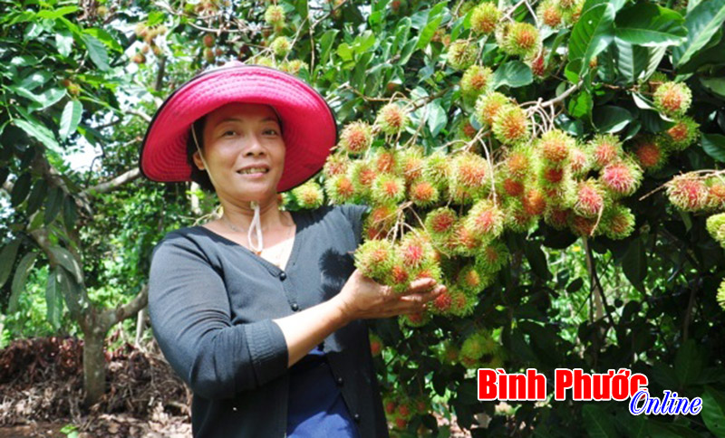 Thu nhập tiền tỷ từ vườn cây “3 trong 1”