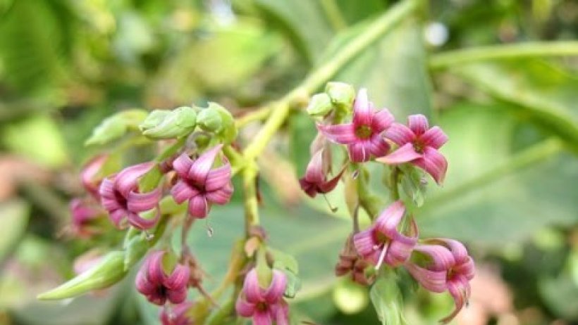 Thương nhớ bông điều