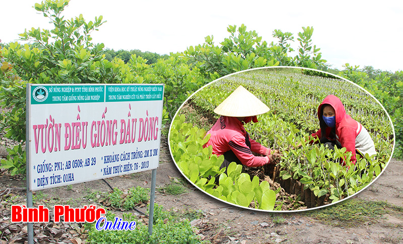 Thương hiệu điều nhìn từ cây giống Thương hiệu điều nhìn từ cây giống