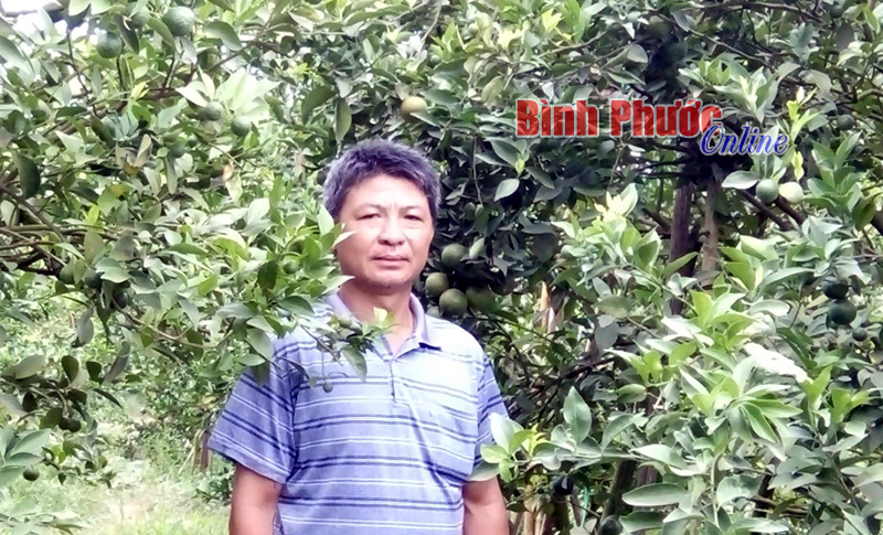 Thu tiền tỷ mỗi năm từ quýt đường