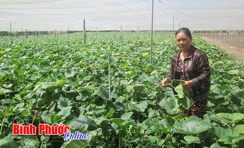 Thu tiền tỷ nhờ trồng rau sạch Thu tiền tỷ nhờ trồng rau sạch