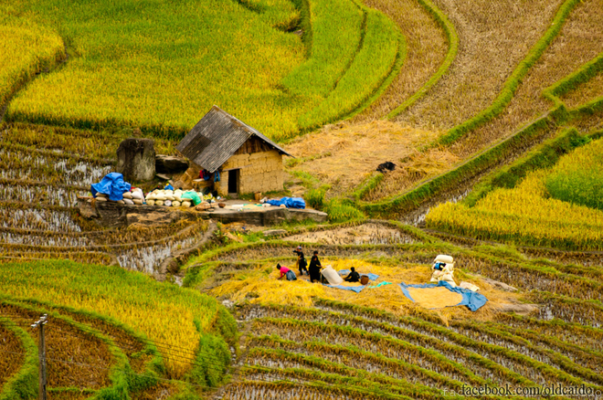 thuvang904092014101818.jpg