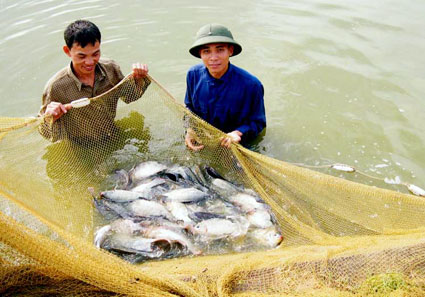 Nuôi trồng thủy sản còn manh mún Nuôi trồng thủy sản còn manh mún