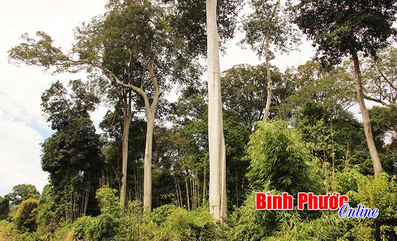Minh bạch trong chi trả dịch vụ môi trường rừng