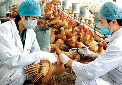 Ứng phó khẩn cấp các chủng vi rút cúm gia cầm nguy hiểm