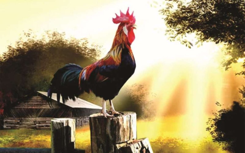 Tiếng gà gáy sáng