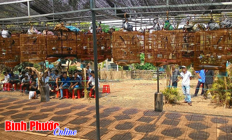 Hội thi tiếng hót chim chào mào mở rộng lần thứ VII