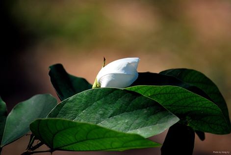 Tiền tăng, tình giảm Tiền tăng, tình giảm
