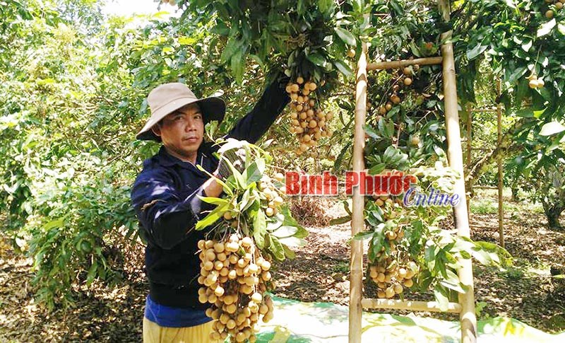 Tiến Hưng nhãn mất mùa, rớt giá Tiến Hưng nhãn mất mùa, rớt giá