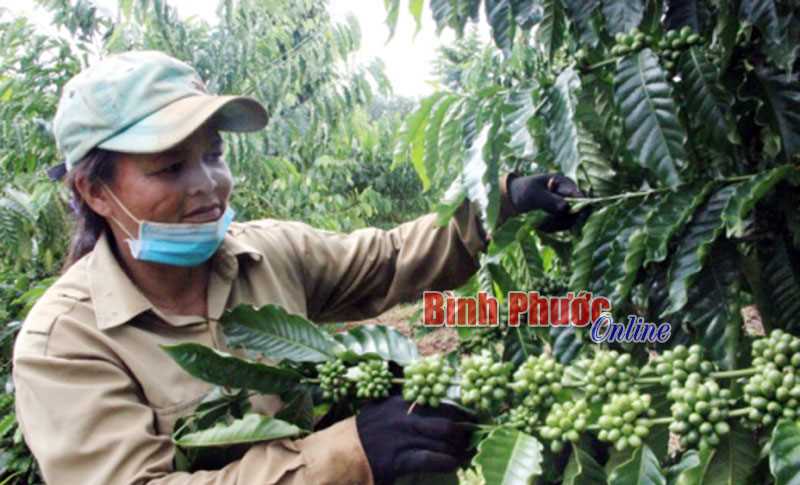 Tiếp sức thoát nghèo từ vốn xoay vòng Tiếp sức thoát nghèo từ vốn xoay vòng