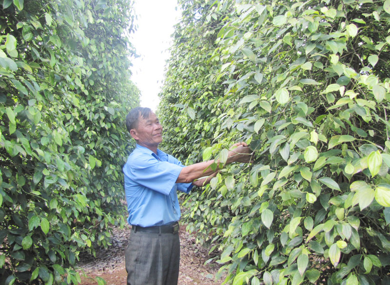 Tiếp sức nông thôn mới từ các chương trình lồng ghép