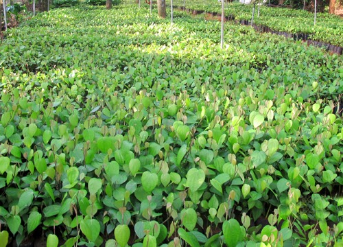 Bình Phước hỗ trợ tỉnh Chămpasắc (Lào) 10 ngàn dây tiêu giống