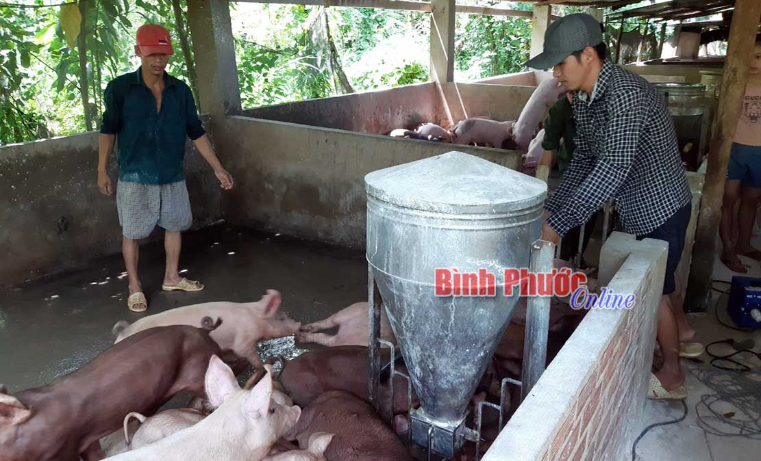 tieu-huy-heo-208012020021338.jpg