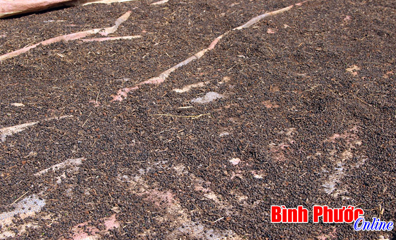 Xuất hiện tình trạng mua bán tiêu dỏm Xuất hiện tình trạng mua bán tiêu dỏm