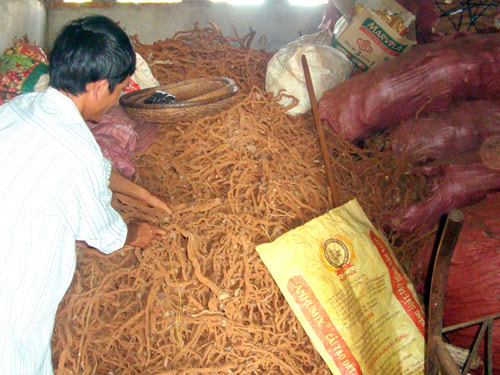 Bán rễ tiêu cho thương lái Trung Quốc Bán rễ tiêu cho thương lái Trung Quốc