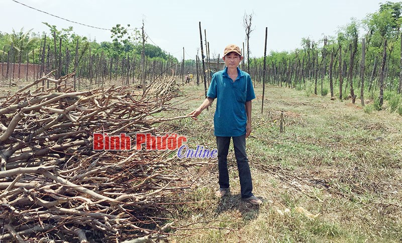 Tiêu chết hàng loạt, nông dân Bù Đốp “méo mặt”