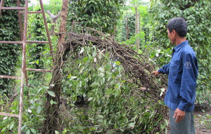 Tiêu chết nhanh: Phòng bệnh là chính