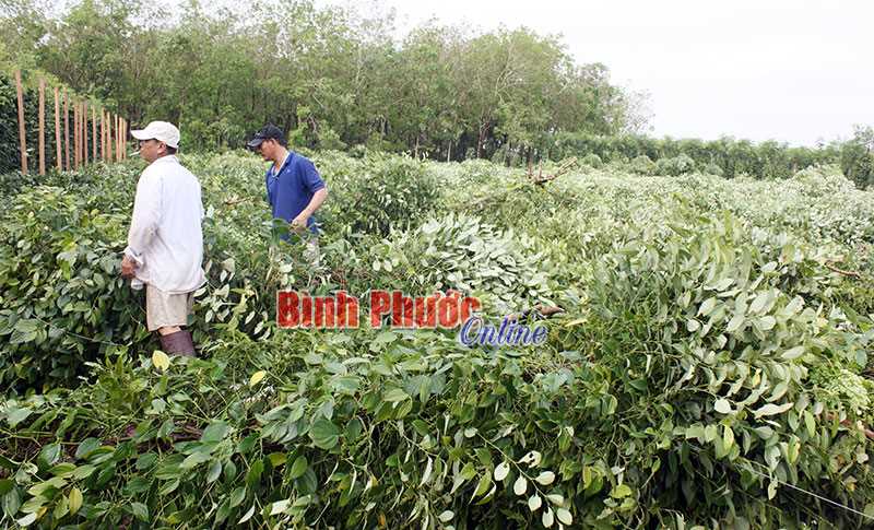 Lộc Ninh: Gió lốc làm gãy đổ 13.760 nọc tiêu