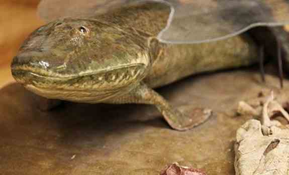 Loài cá cổ đại Tiktaalik roseae đã đi bộ trên mặt đất như thế nào?