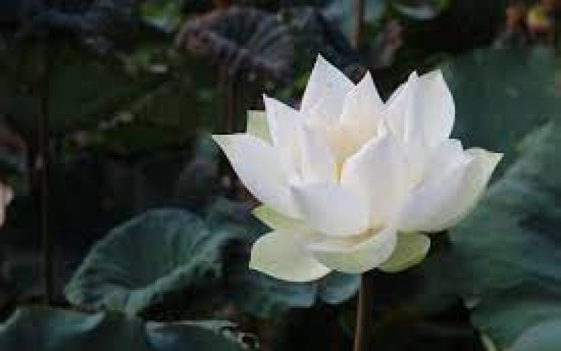 TIN BUỒN TIN BUỒN