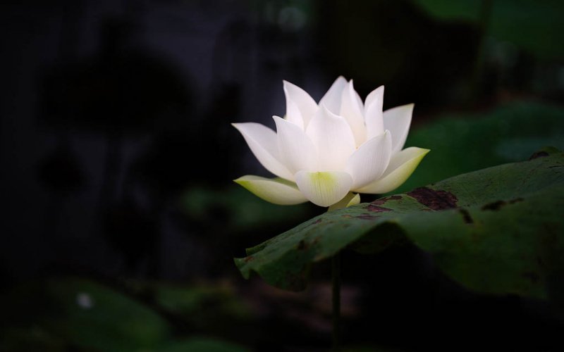 TIN BUỒN TIN BUỒN