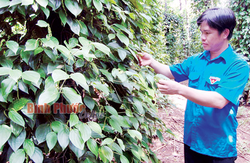 Anh Đinh Văn Trương thu 200 triệu đồng/năm từ 2 ha đất Anh Đinh Văn Trương thu 200 triệu đồng/năm từ 2 ha đất