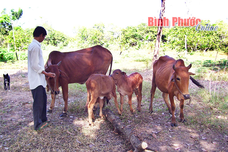Năm 2015, Lộc Ninh phấn đấu giảm 150 hộ nghèo DTTS Năm 2015, Lộc Ninh phấn đấu giảm 150 hộ nghèo DTTS