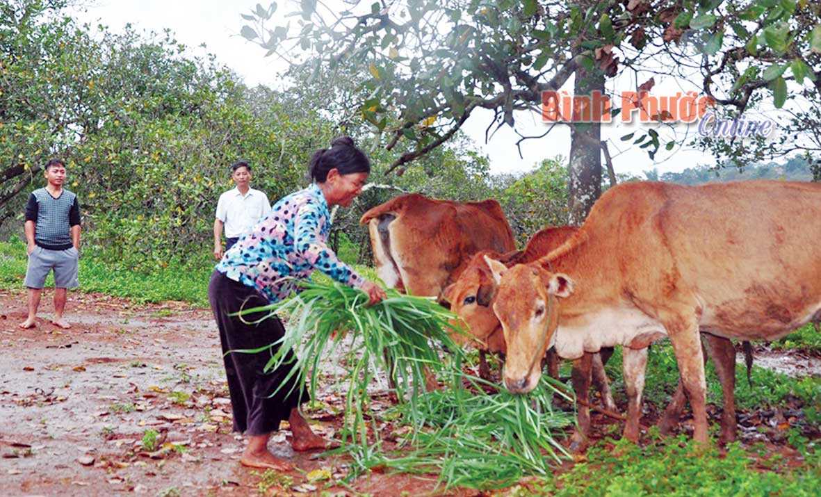 Gia đình đảng viên Điểu Nốt được tặng bò sinh sản