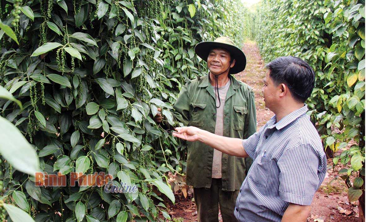Anh Điểu Đấy làm kinh tế giỏi