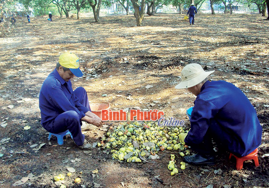 Điều vẫn là cây trồng chủ lực của đồng bào DTTS xã Bù Gia Mập