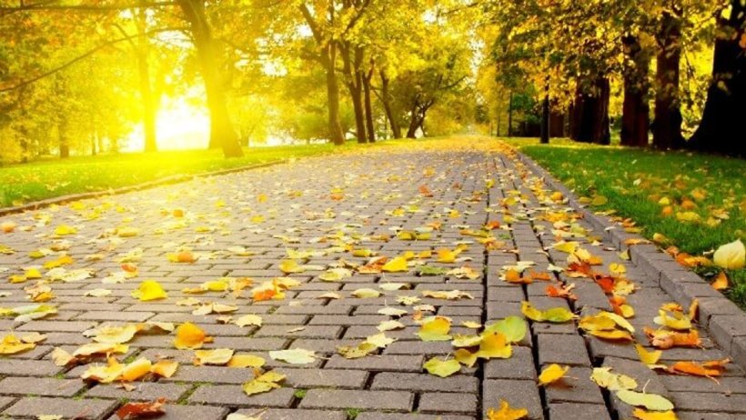 Tình yêu từ những mùa lá rụng