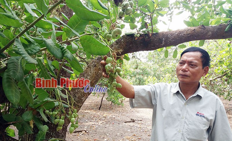 Tín hiệu vui cho nông dân trồng điều Bình Thắng Tín hiệu vui cho nông dân trồng điều Bình Thắng
