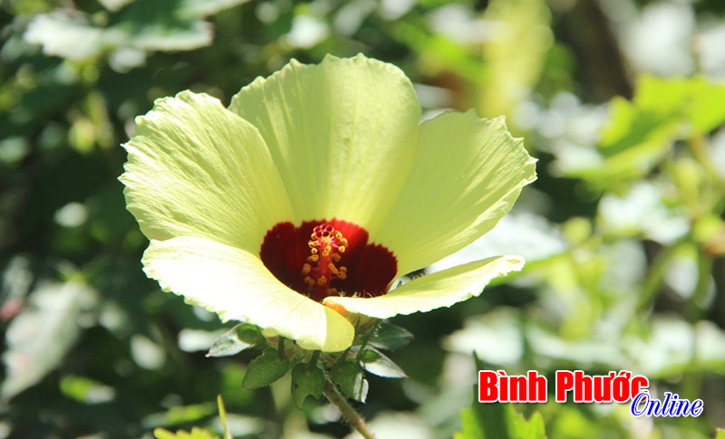 Tình yêu nơi hoang dã