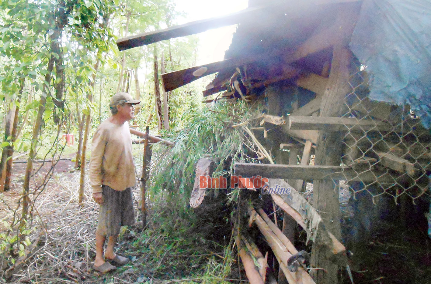 Lão nông làm kinh tế giỏi