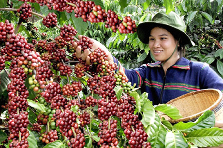 Tin vui với người trồng cà phê