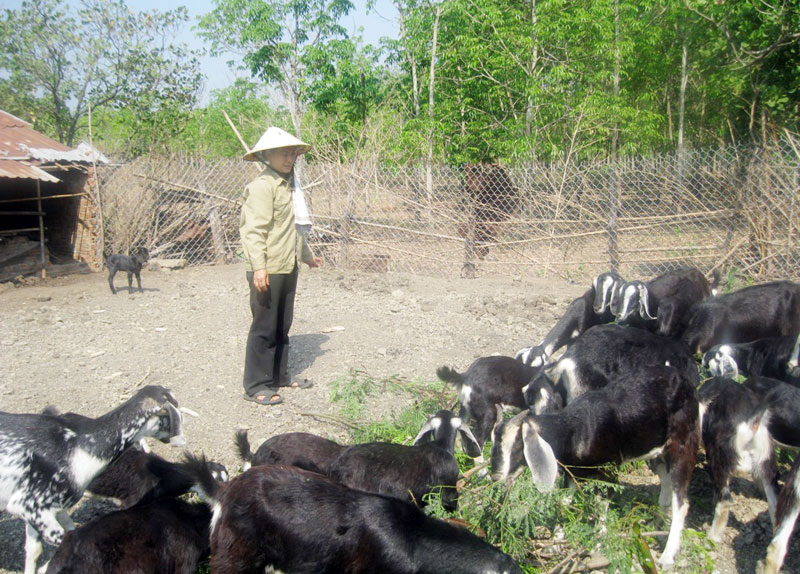 toatngheo.jpg