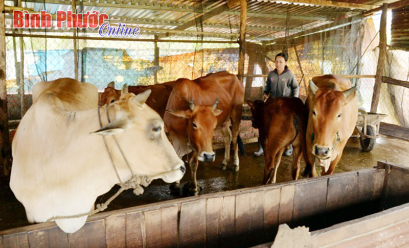 totrinhlang22032017041409.jpg