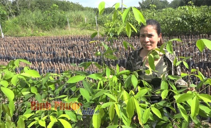 Cao su giống giá ổn định, đầu ra hút hàng Cao su giống giá ổn định, đầu ra hút hàng