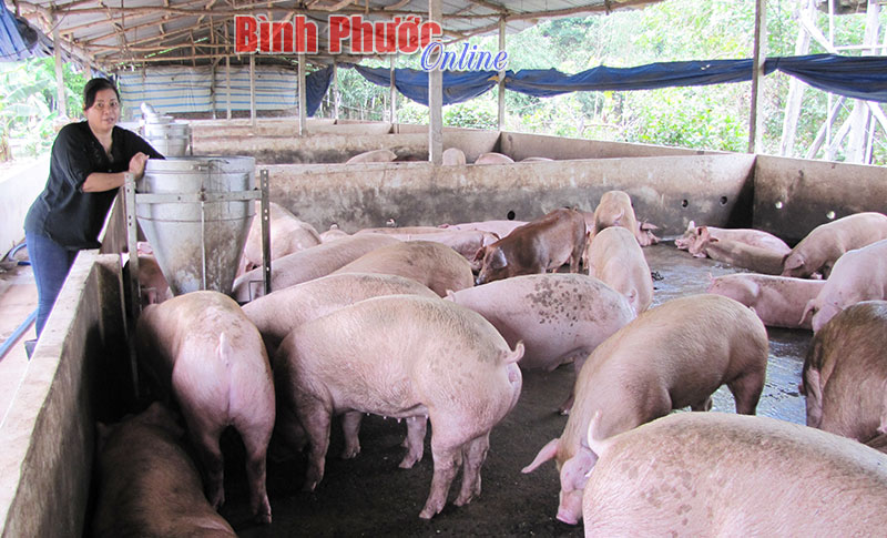 Để kinh tế trang trại không chỉ là tiềm năng Để kinh tế trang trại không chỉ là tiềm năng